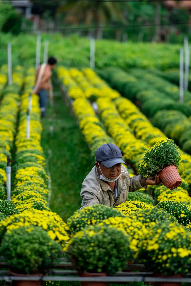 A spring flower field in Vietnam